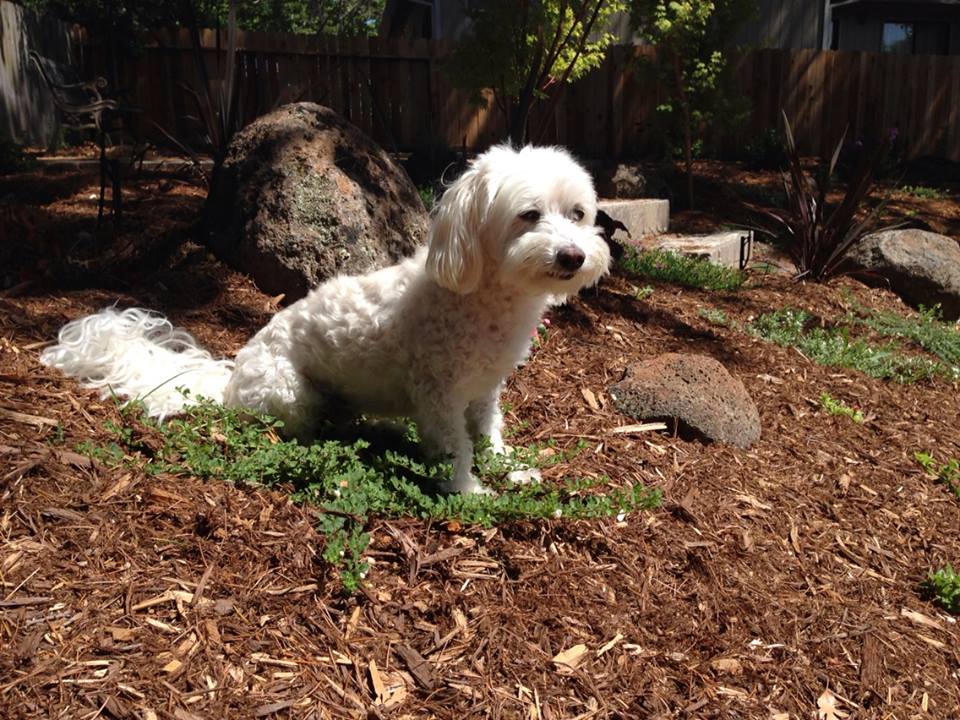 Goliath on shrub