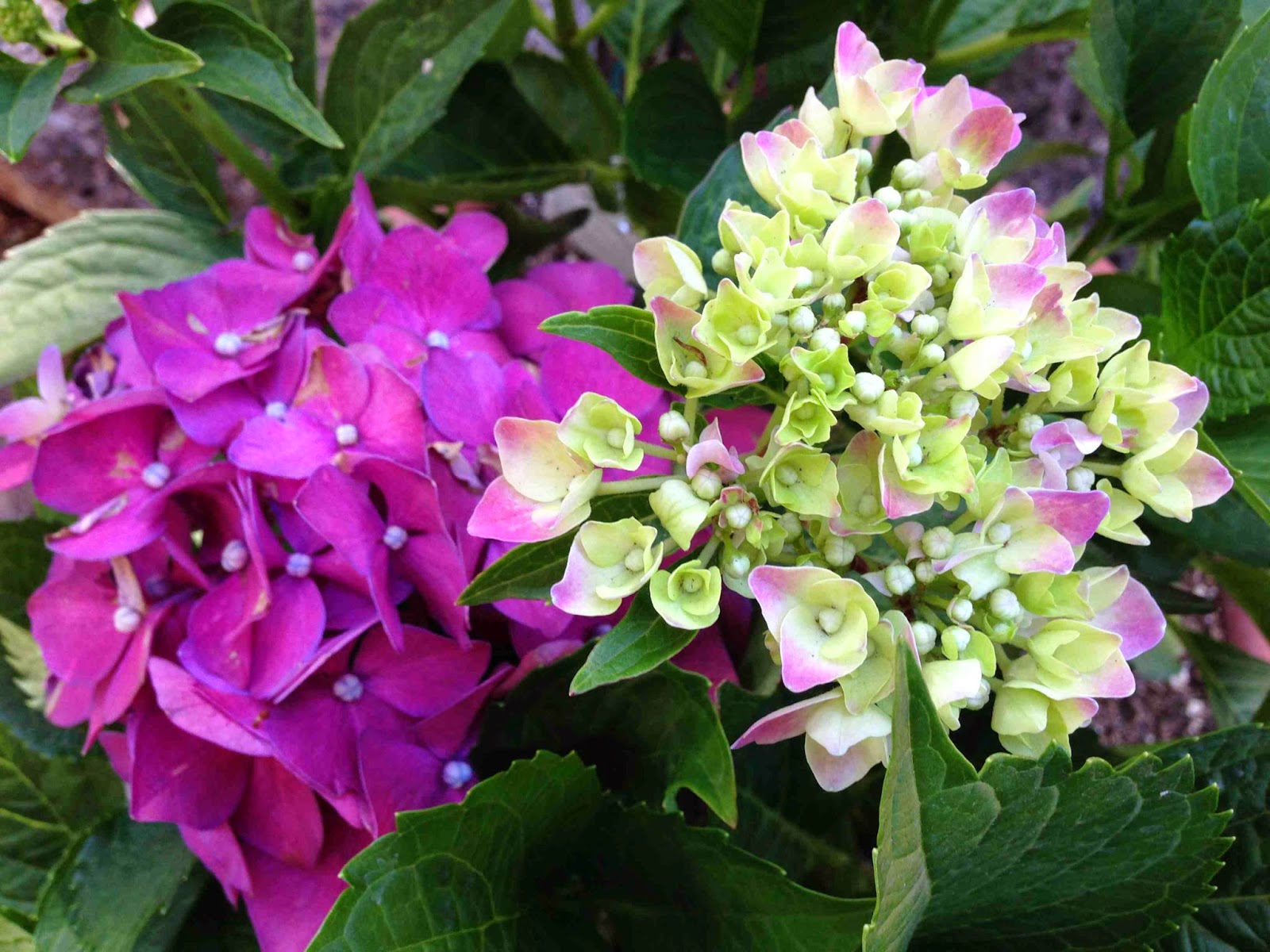 100HappyDays Hydrangeas in bloom