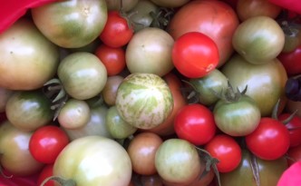 Green tomatoes