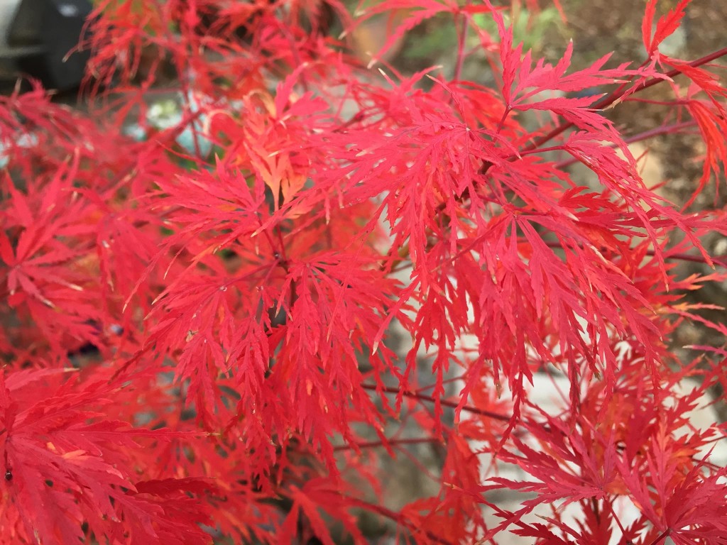 Japanese Maple