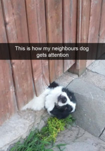 funny-dog-snapchats-60-581af79269707__700