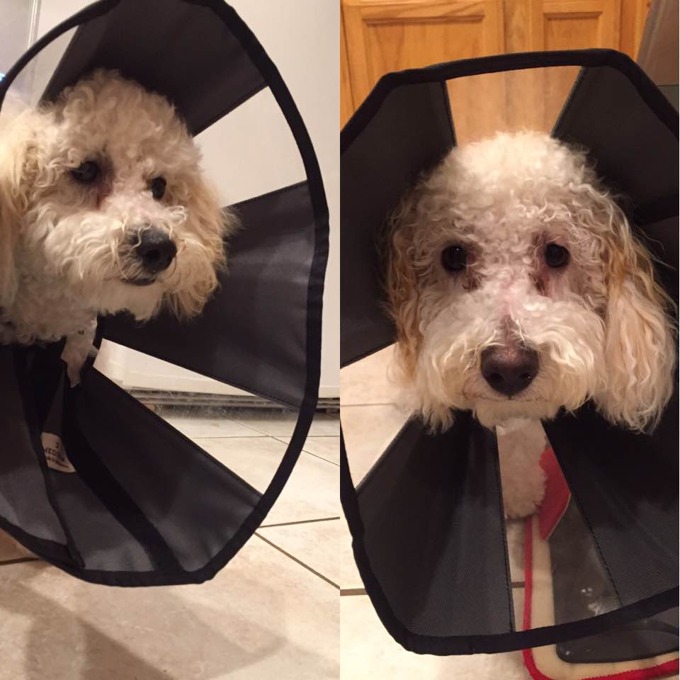 Puppies in cones