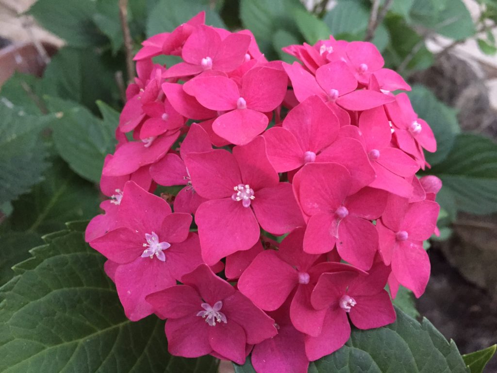 Hydrangea