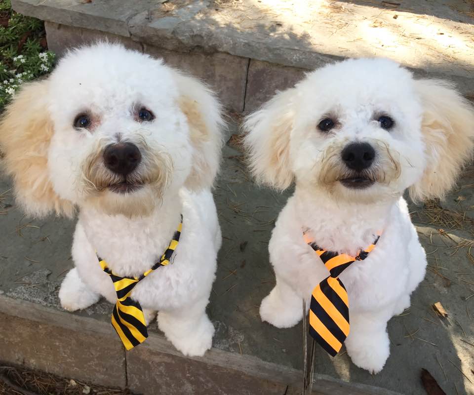 Dogs in ties