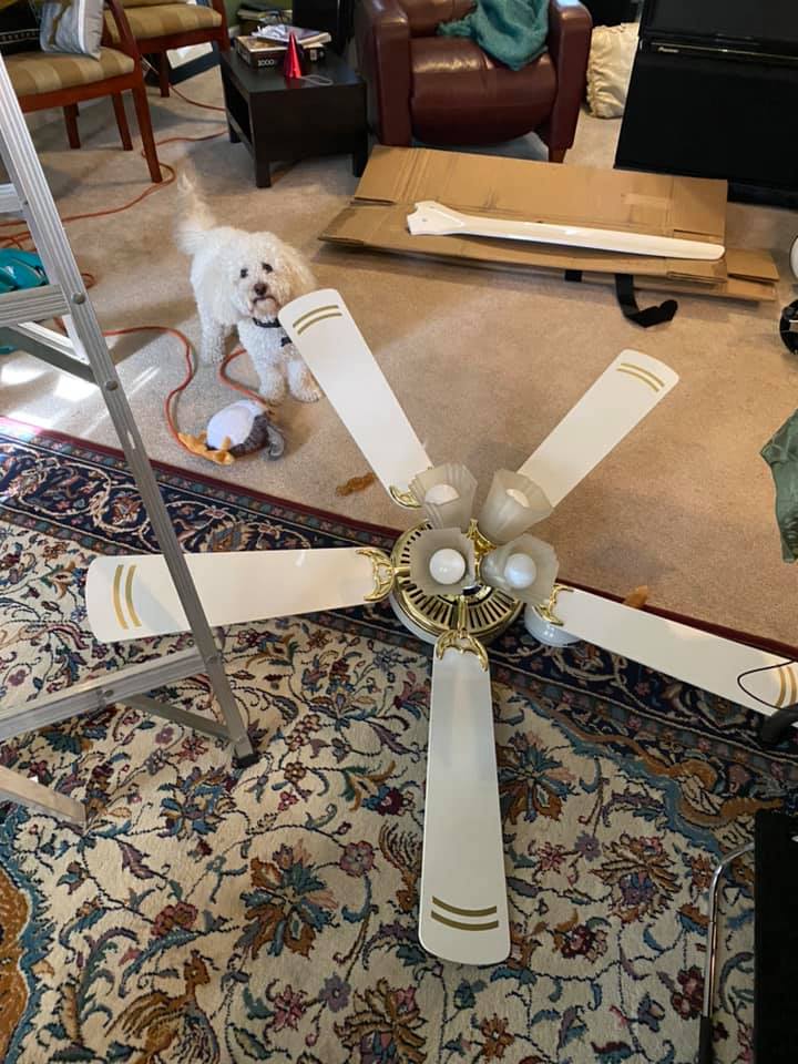 Old ceiling fan and dog