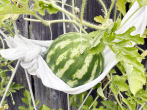 Watermelon in a sling
