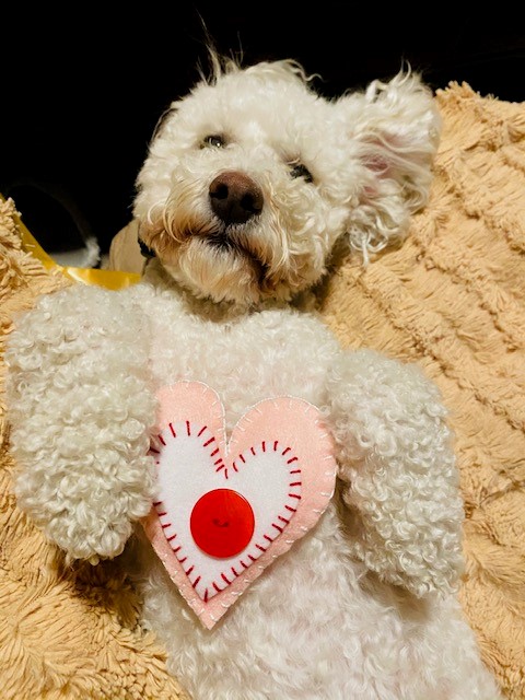 Dog with heart pillow