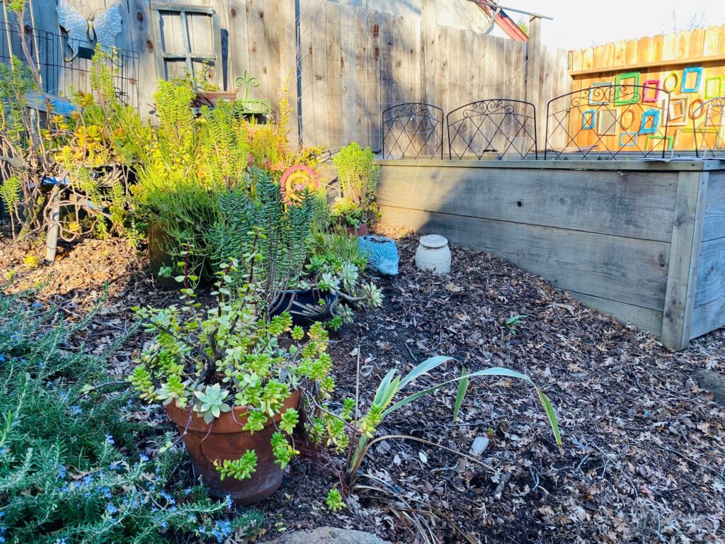 Backyard garden succulents and raised garden beds.